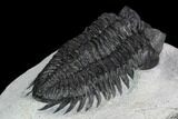 Coltraneia Trilobite Fossil - Huge Faceted Eyes #125090-5
